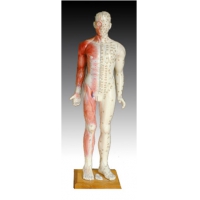 Модель для акупунктуры и анатомии, человек 84cm