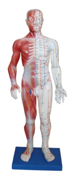 Модель для акупунктуры и анатомии, человек 60cm