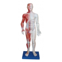 Модель для акупунктуры и анатомии, человек 60cm