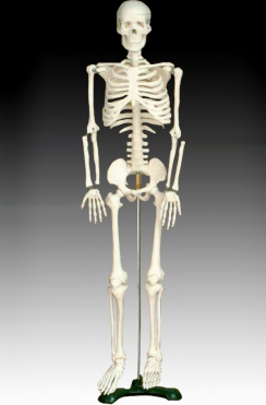 Скелет 85cm