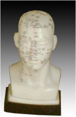 Модель для акупунктуры Голова,  20 см