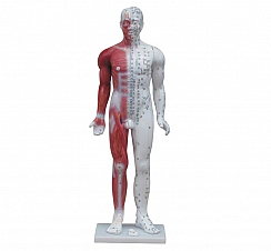 Модель для акупунктуры и анатомии, человек 84cm