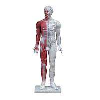 Модель для акупунктуры и анатомии, человек 84cm